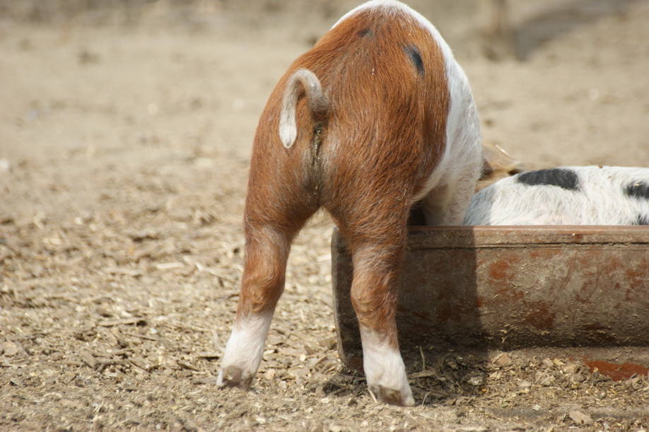 Ferkel im Tierpark "Arche Wader"