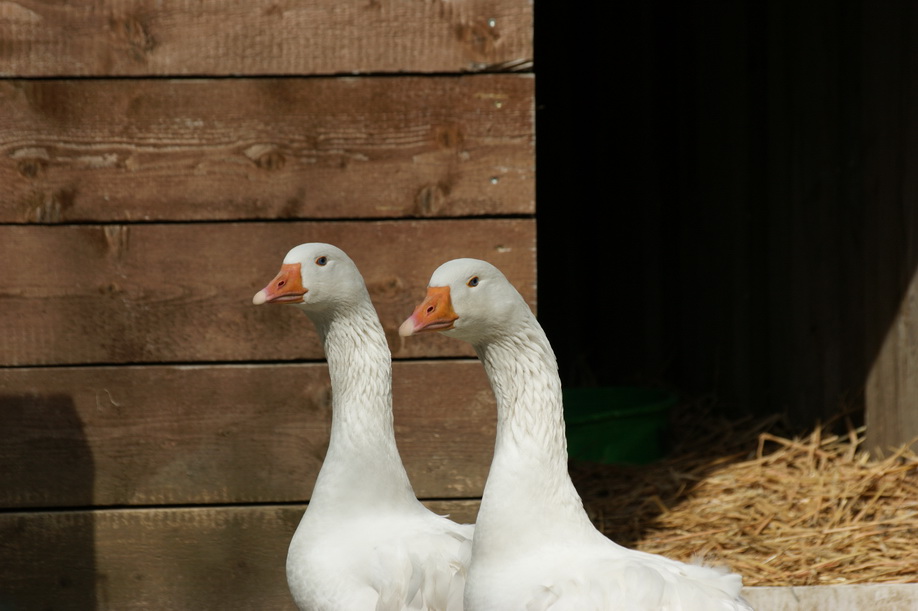 Gne im Tierpark "Arche Wader"