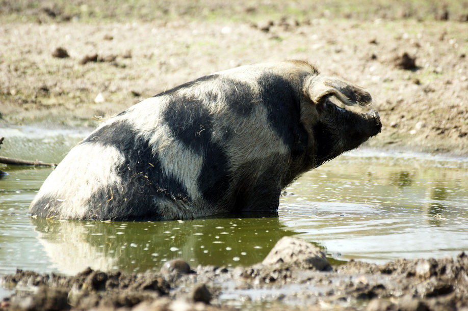 Sau im Wasserloch (Tierpark Arche Wader)